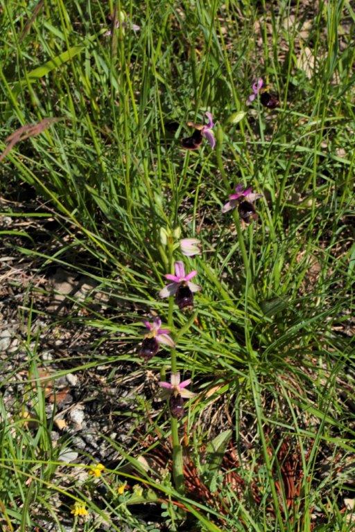 Ophrys bertolonii sub.nominale?